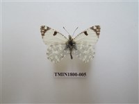 藏品(粉蝶科)的圖片